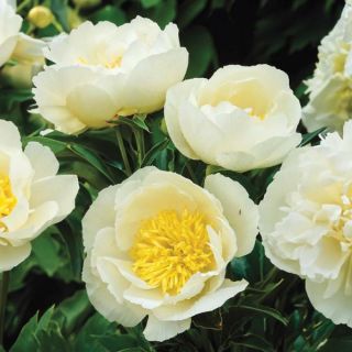 Jan Van Leeuwen Peony Thumbnail